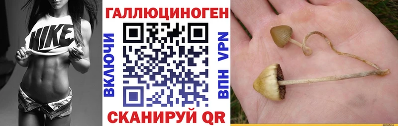 наркотики  Серафимович  Галлюциногенные грибы Psilocybine cubensis 
